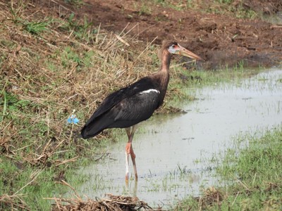 Bird of the Day