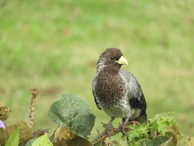 Bird of the Day