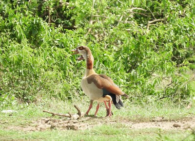 Bird of the Day