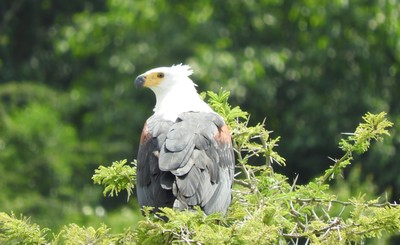 Bird of the Day