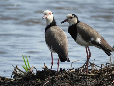 Bird of the Day: Bonus