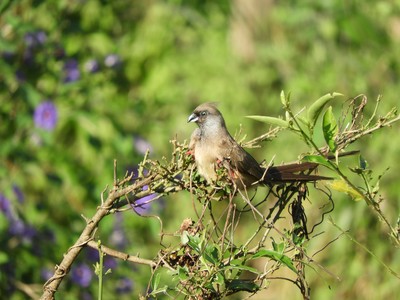 Bird of the Day