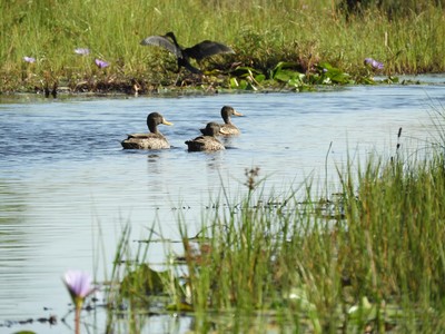 Bird of the Day: Bonus