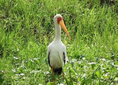 Bird of the Day: Bonus